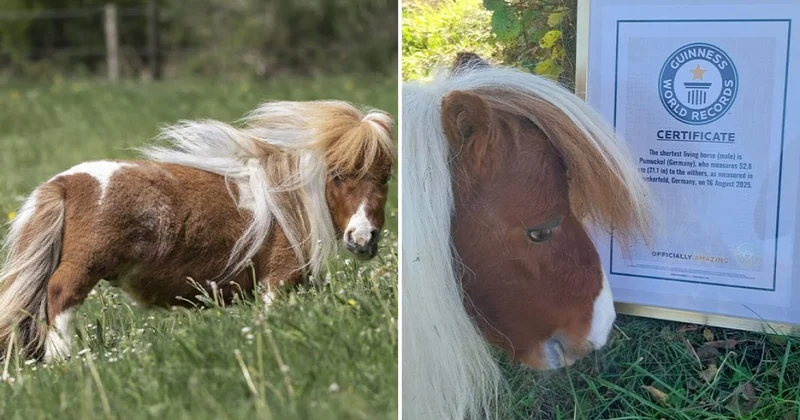 Самый маленький в мире конь живет в Германии