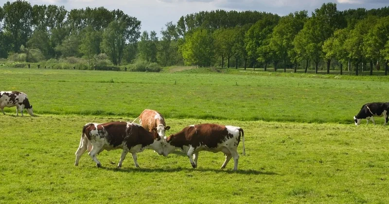 Регион с огромным потенциалом: сенаторы подняли проблемы развития области Абай