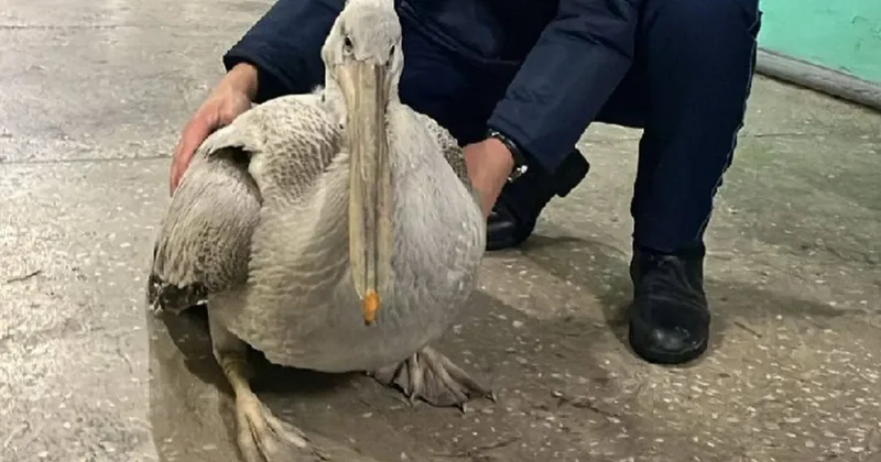 Редкого краснокнижного пеликана спасли в Семее