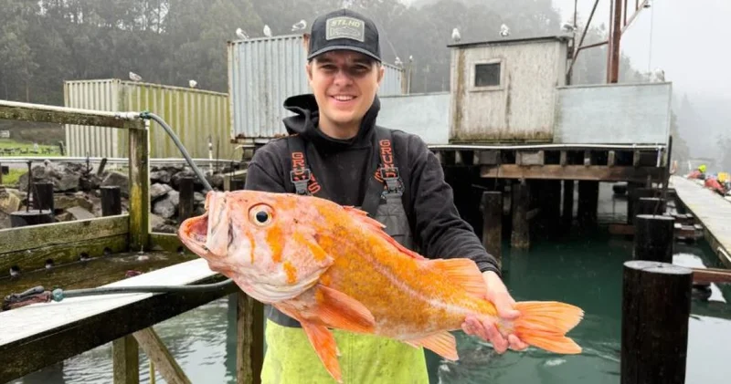 Рыбак поймал окуня рекордсмена