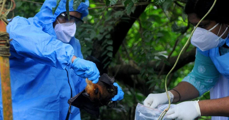 Несколько азиатских стран ввели контроль для въезжающих из за вируса Нипах