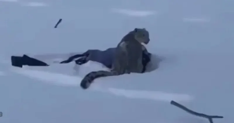 Қазақстанмен шекара маңында қар барысы шаңғышыға шабуыл жасады