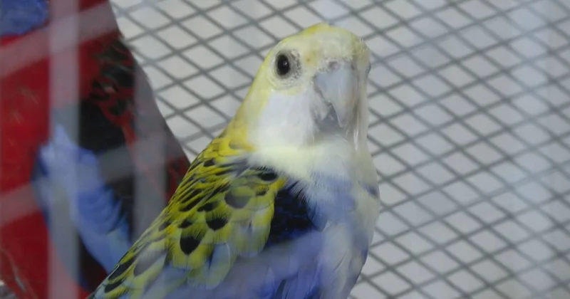 Тараз тұрғыны тотықұс өсіруден табыс тауып отыр