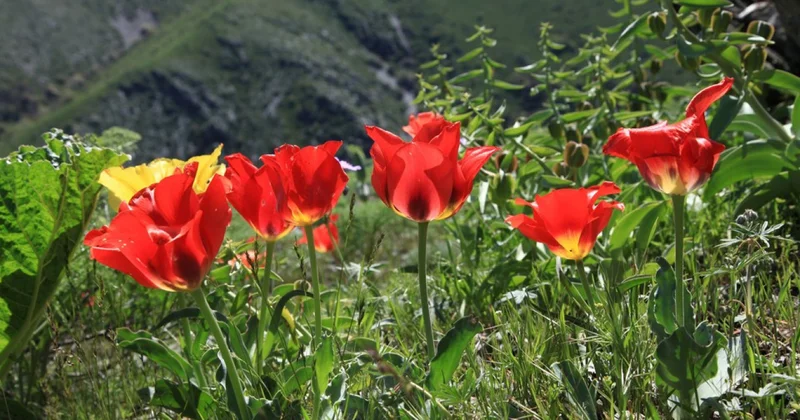 Тылсымға толы Берікқара