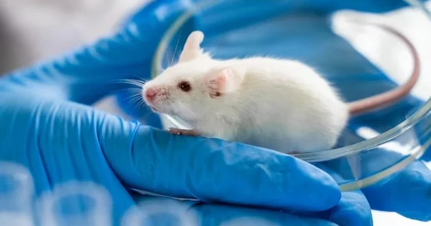 Испаниялық ғалымдар тышқандарды ұйқы безі қатерлі ісігінен толық айықтырды