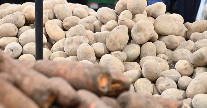 Биыл өңірлерде көкөніс алқабы ұлғаяды