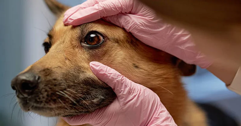 Елде ветеринария мамандығы бойынша мемлекеттік гранттың үлесі 2 есе азайған