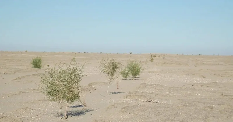 Ақтөбеде егілген ағаштың 30 пайызы жерсінбеді