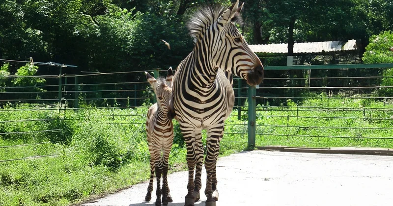 Алматы хайуанаттар бағында 31 түрлі жануардан 87 төл дүниеге келді