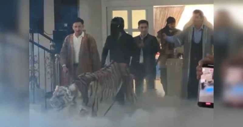 Тигр на сундет той всполошил Казнет (ВИДЕО)