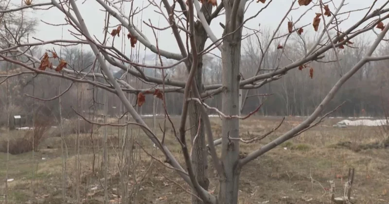 Шымкенттегі дендробаққа сирек ағаш бұтаның 116 түрі жерсінді