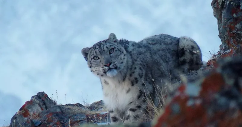 Алматинец неожиданно заснял снежного барса по дороге на Медеу