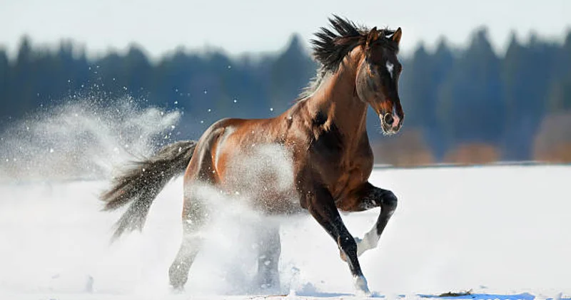 Бұл жылқы менікі емес : адвокат екі адамның өліміне себеп болған жауапсыздық туралы айтты