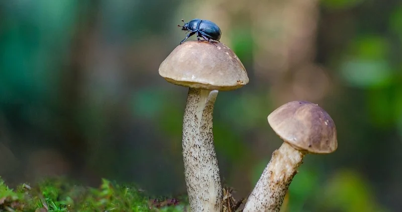 Ғалымдар Шығыс Қазақстанда жәндіктердің жаңа түрін тапты