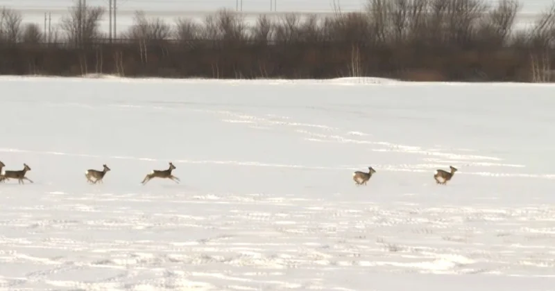 Заңсыз елік атқан браконьерлер сотталды