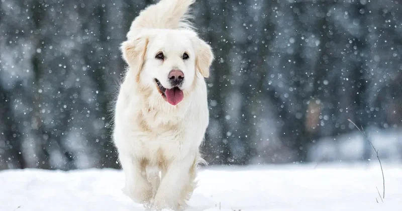 Потепление прогнозируют синоптики в последние дни января в Казахстане