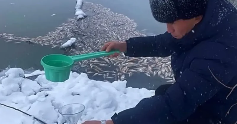 Гибель рыбы в Акмолинской области: на 21 млн тенге оштрафовали спиртзавод из за сброса сточных вод в реку