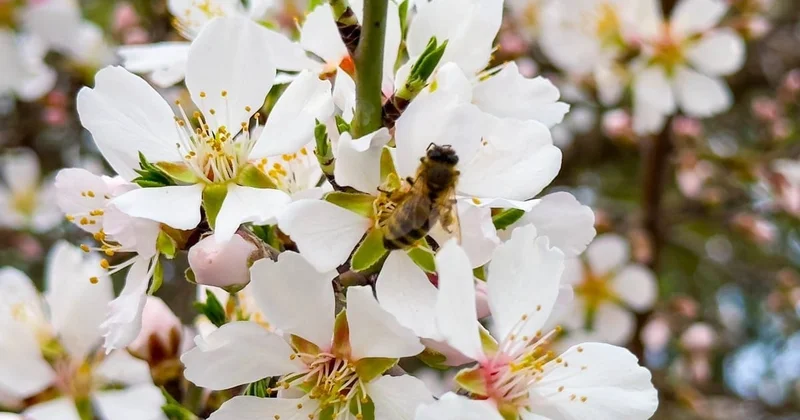 Шымкентте қыстың соңғы айында жеміс ағаштары гүлдеді