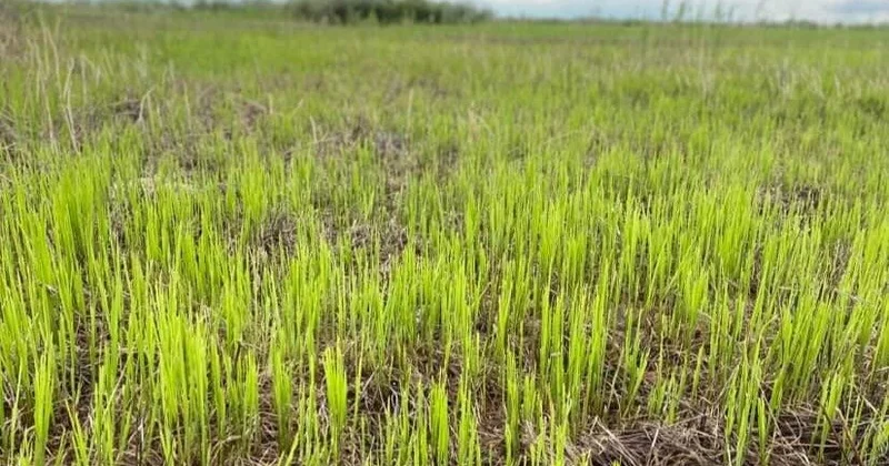 БҚО да шегірткеге қарсы 455 мың гектар жер химиялық өңдеуден өткізілмек