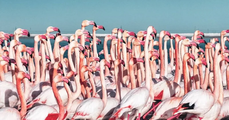 Первая стая розовых фламинго прилетела в Мангистау