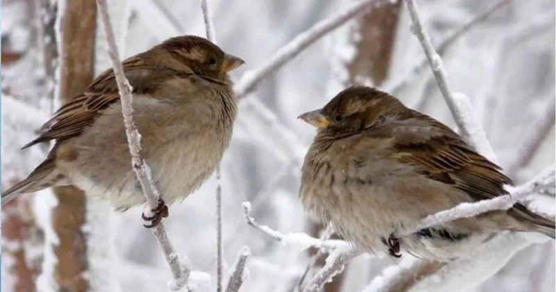 Прогноз погоды на 1 марта: сильный мороз сохраняется на востоке и севере страны