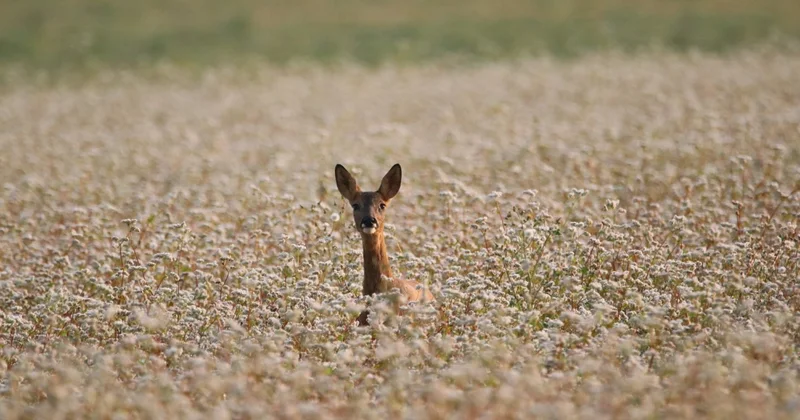 В Жетысу начали убирать ограждения, перекрывшие путь животным