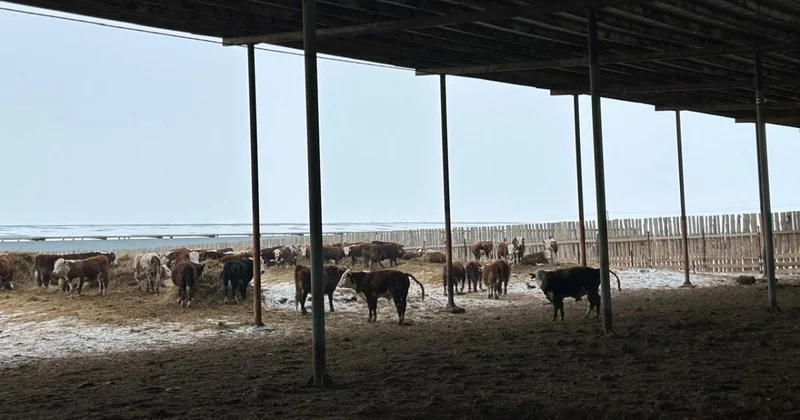 От откорма до экспорта