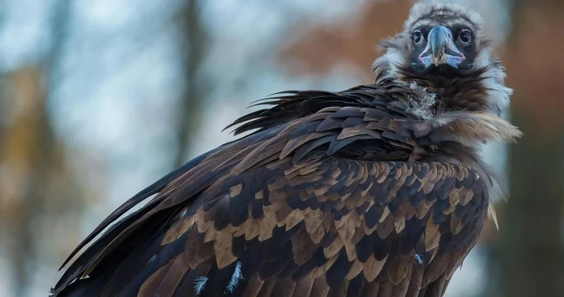 Қазақстаннан ұшқан қарақұс Үндістанда сұмдық жағдайға тап болды