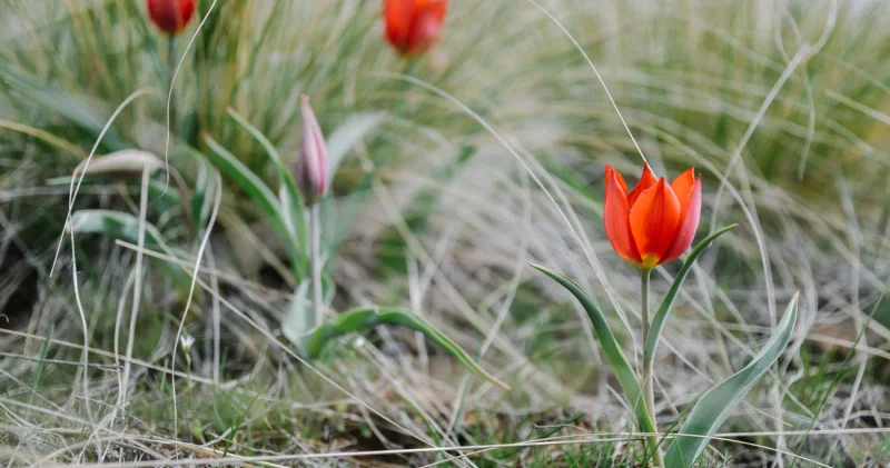 Бақбақ, жусан, қызғалдақ: қай гүлді терген үшін 13 миллион теңге айыппұл салынуы мүмкін?