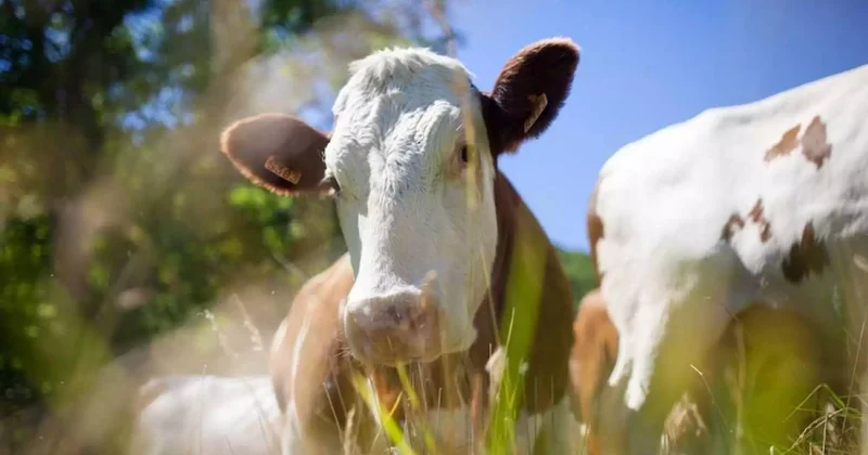 Түркістанда ветеринария саласында басшылар 1 млрд теңгеге жуық қаражатты жымқырған