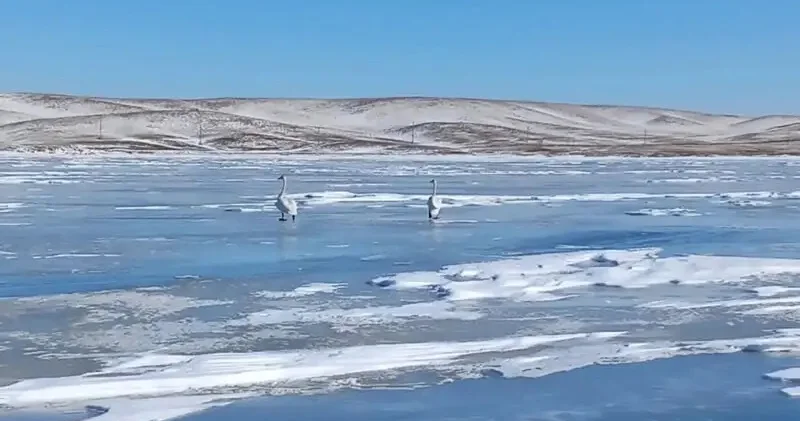 Ақсуға оралған аққулар