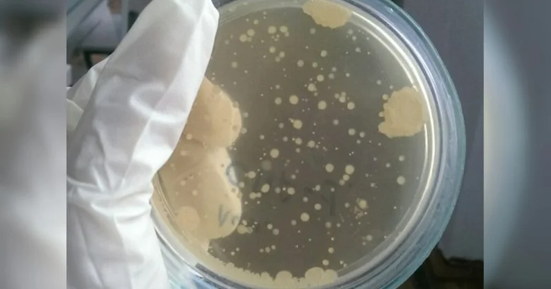 И свой, и умный