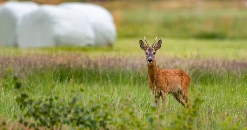 Лёгкая добыча для браконьеров