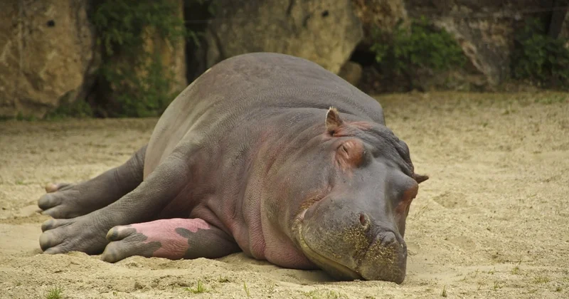Самка бегемота убила стажерку ветеринара