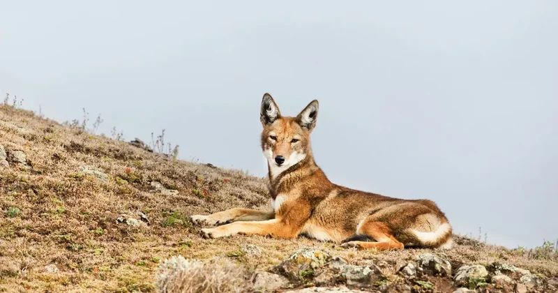 Түркістан облысында шибөрі балаларға шабуыл жасаған