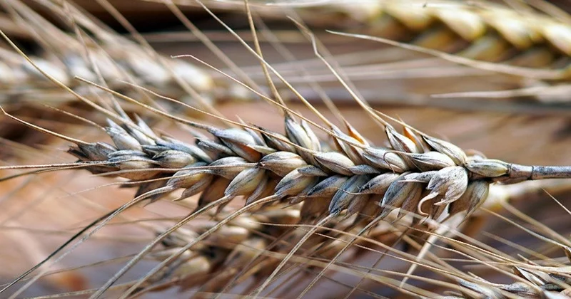 Грузияда бидайдың арғы тегі болуы мүмкін ежелгі дәндер табылды