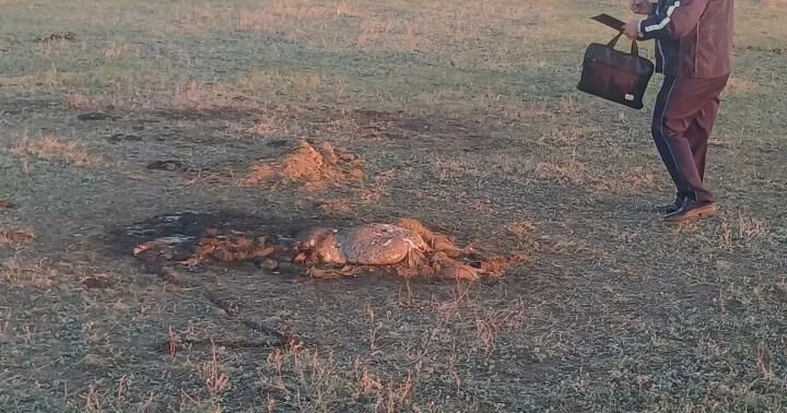 Бычок смоляной бочок