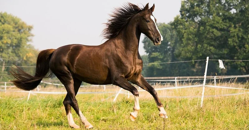 Казахстанка лишилась пальца после кормления лошади в СКО