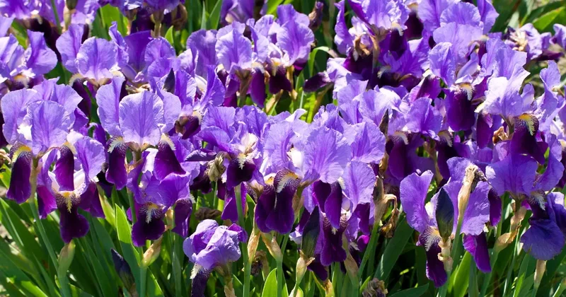 Прогноз погоды на 29 апреля: ожидаются ночные заморозки на севере и западе, 30 градусная жара на юге