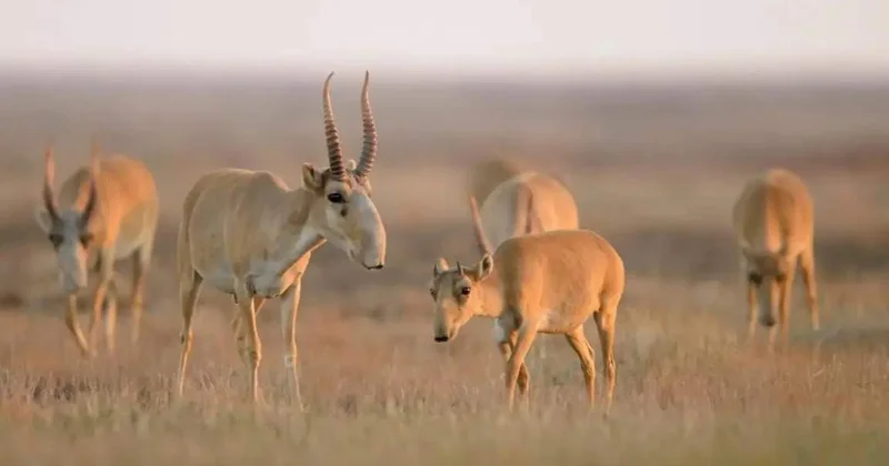 Батыс Қазақстанда 3 300 ге жуық киік өлексесі жойылды