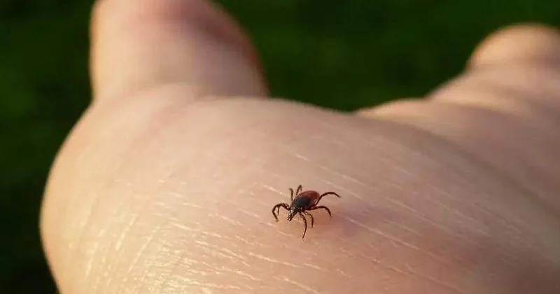 Көзге көрінбейтін қауіп: кене арқылы таралатын ауру күшейіп келеді
