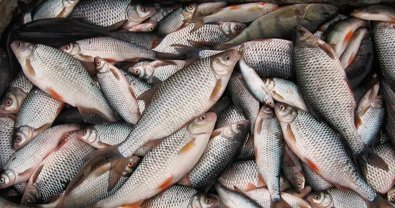 Атырау облысында браконьерлерден 6 тоннадан астам балық тәркіленді