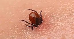 Өлімге әкелуі мүмкін: Қазақстанның 4 өңірінде аса қауіпті вирус таралып жатыр