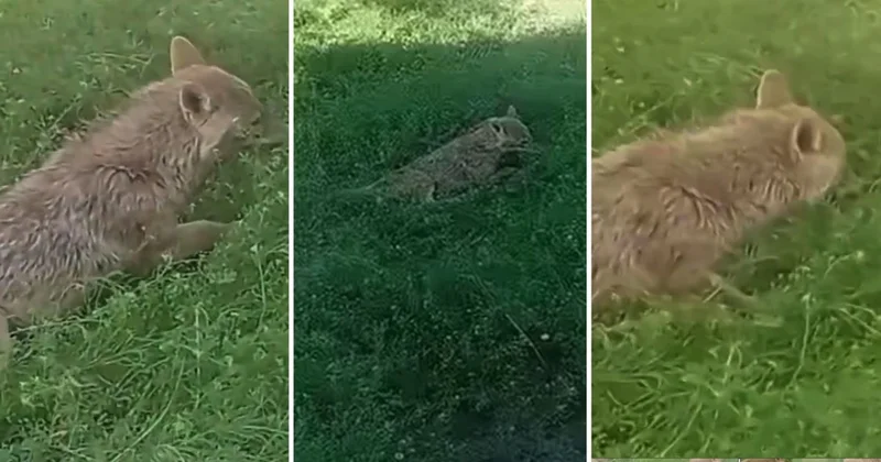 Түркістан облысында ауылға кірген шибөрі үш адамды жарақаттады