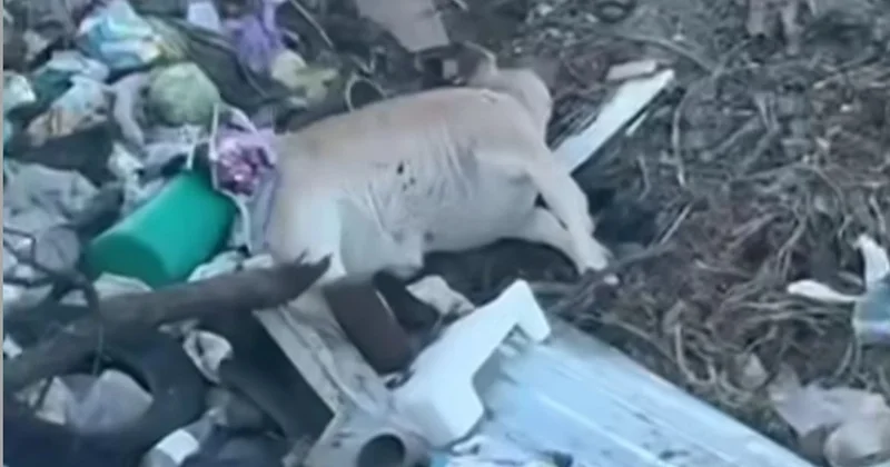 Жетісу облысында жануар қалдықтары табылған қауіпті қоқыс полигоны анықталды