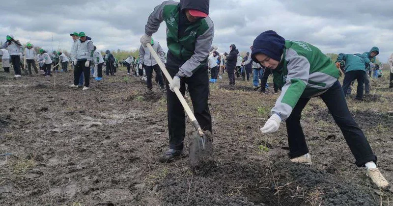 Посадили тысячу деревьев
