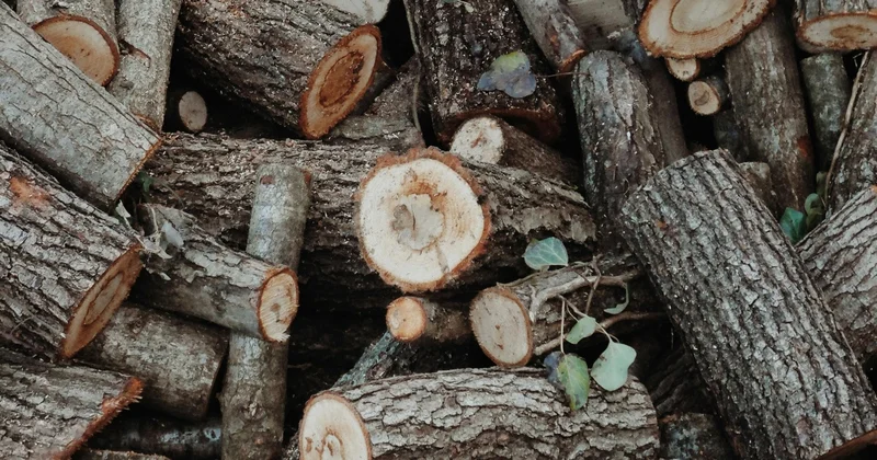 Абай облысында заңсыз кесілген ағаштың шығынын есептеу тәртібі күшейді