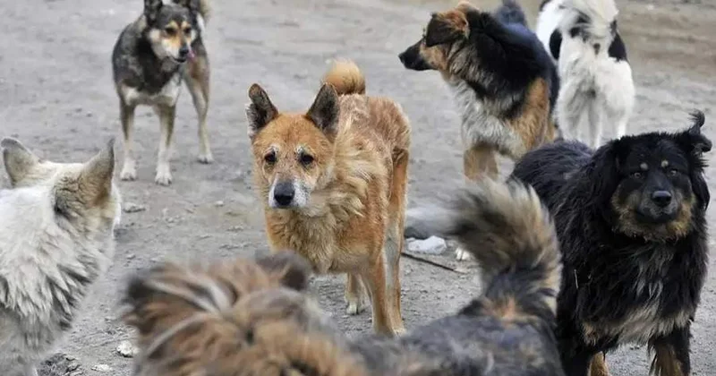 СҚО да құтырма ауруына байланысты Амангелді ауылына шектеу енгізілді