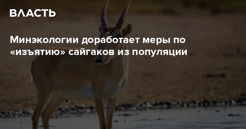 Минэкологии доработает меры по изъятию сайгаков из популяции Аналитический интернет журнал Власть