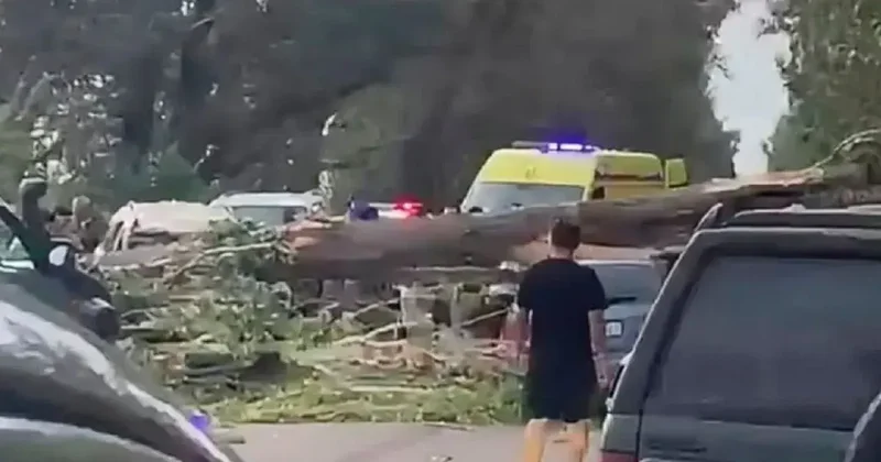 Алматы облысында екі көліктің үстіне ағаш құлады: Төрт адам зардап шекті